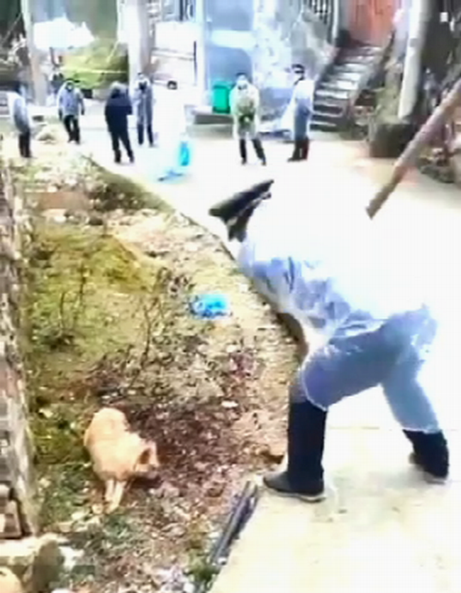 _这还是人吗,浙江温州永嘉某村全村打狗!.png