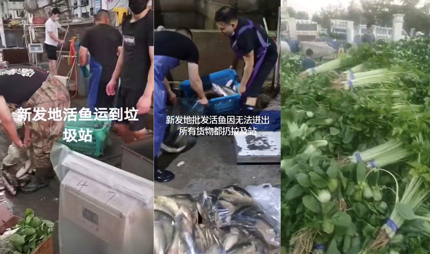 左中图：新发地农产品批发市场商户销毁活鱼。右图：新鲜蔬菜需要销毁。.jpg