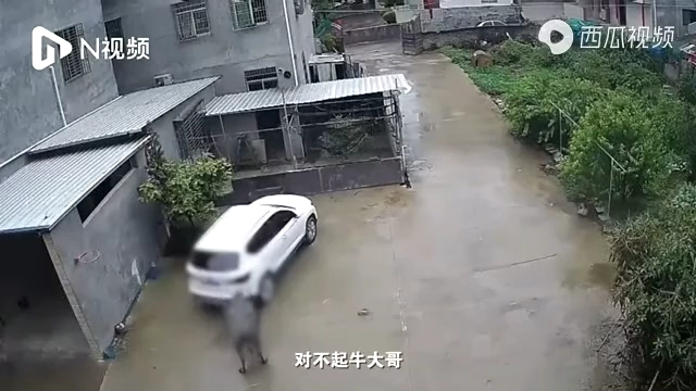 一名男孩被水牛连续冲撞,躲车底喊:对不起牛大哥。.png 一名男孩被水牛连续冲撞,躲车底喊:对不起牛大哥。.png