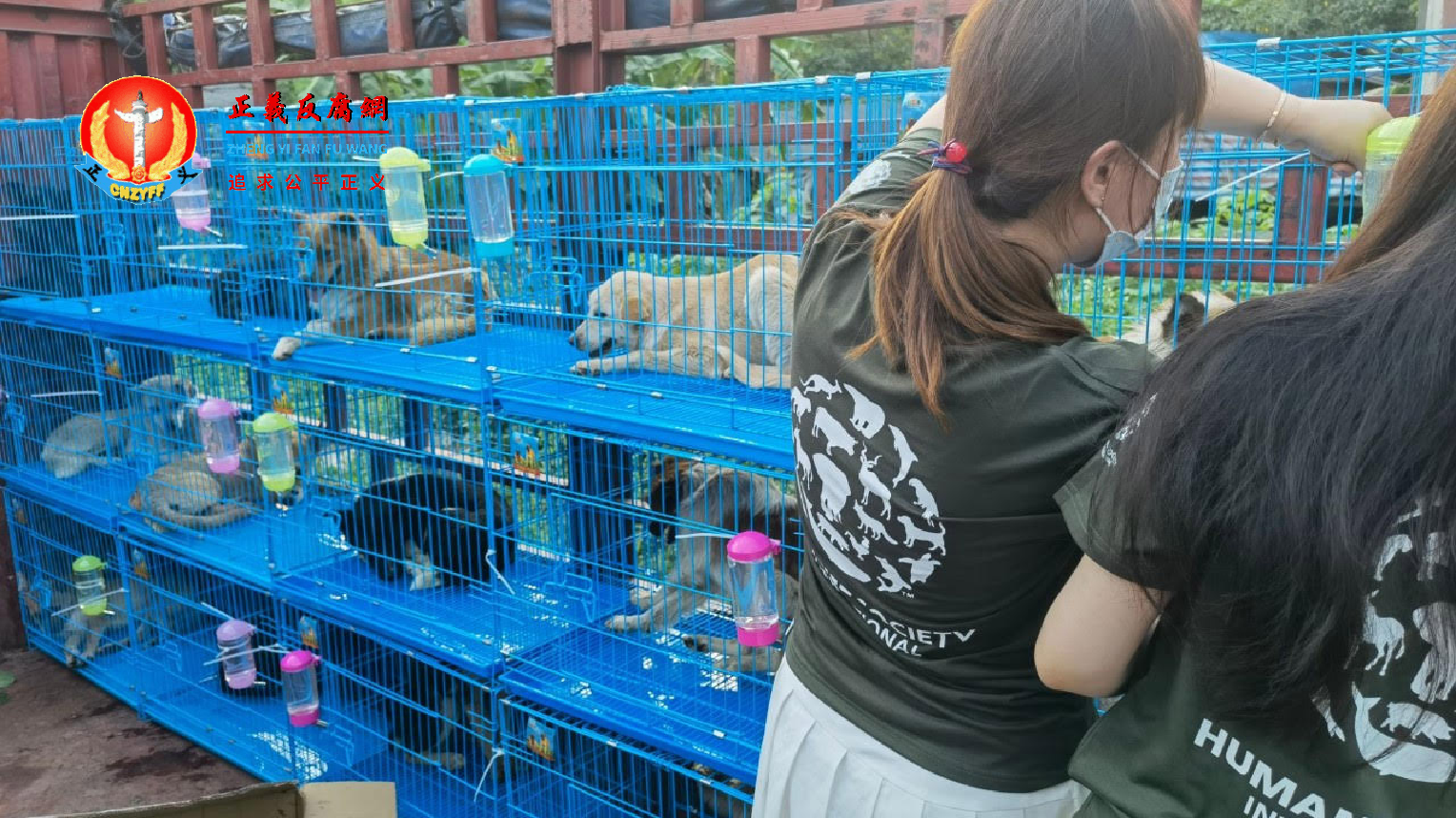 中国动保人士从运狗车救出气息奄奄的狗,送往收容所安置。.png 中国动保人士从运狗车救出气息奄奄的狗,送往收容所安置。.png